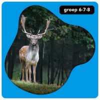 Bovenbouw: bos en beest
