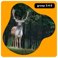 Middenbouw: bos en beest