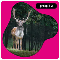 Onderbouw: bos en beest