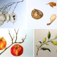 Cursus | Botanisch tekenen