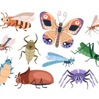 Mad Science: Leer meer over de wereld insecten