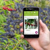 Workshop planten en dieren herkennen met je mobiel
