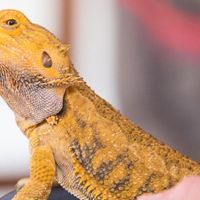 Exotische dieren in Hazerswoude-Rijndijk