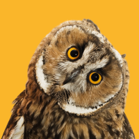 Kindercollege: ontdek de geheimen van het bos