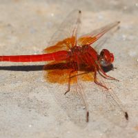 Lezing Libellen | St- Annaparochie