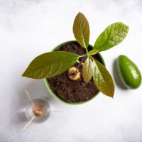 GroenKids: Planten stekken voor ouder en kind