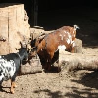 Boerderijpret en Lunch Oostgaarde
