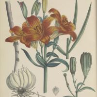 Flora Batava – De langstlopende liefdesverklaring aan de Nederlandse flora