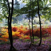 Lezing: Herfst in volle glorie door Leo Brand