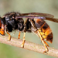 Opsporing verzocht: Aziatische Hoornaar, de invasieve wespensoort