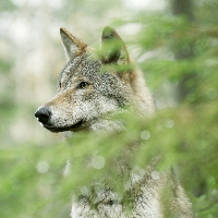 Spelwandeling: In het spoor van de wolf