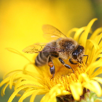 Biebcollege Bijen en Gezondheid