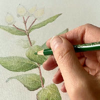 UITGELICHT! - Workshop Botanisch tekenen