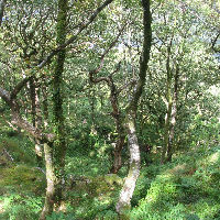 Filosofische workshop 'Bomen en Bossen'