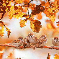 Vrolijke vogelhuisjes