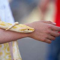 Waanzinnige reptielen (5-13 jr.)