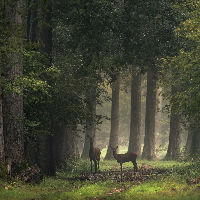 Expositie Op safari in het Groene Woud