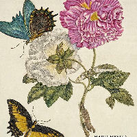 Themacafé: Het Suriname van Maria Sibylla Merian 1647-1717