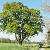 Nijkerkse landschappen - Een reis door Tijd en Natuur