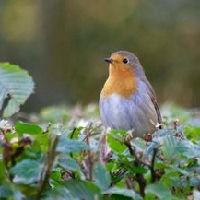 Natuurlezing: Vogels rond het huis