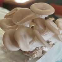 Mushroom Workshop: From Waste to Oyster Mushrooms