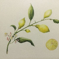 Workshop Botanisch Tekenen