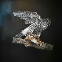 Expositie: Bloemen - vogels - stadsgezichten