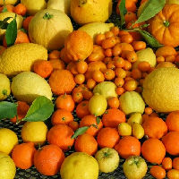 Geniet van je citrusplanten door Ben Buynsters