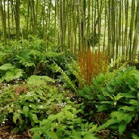 Lezing: Bijzondere planten door het jaar heen door Gerrie Veenstra
