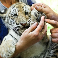 Waanzinnig beroep: Werken in een dierentuin (7-13jr.)