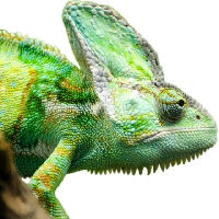 In the Spotlight: de reptielenopvang