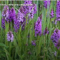 Korte cursus wilde planten