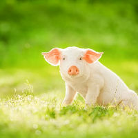 'Babydieren'-voorlezen voor peuters
