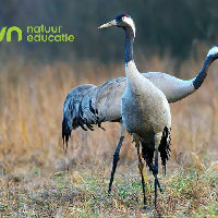 IVN Lezing Kraanvogels