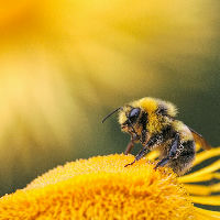 Zomerplezier: Insectenhotel maken