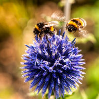 Groei & Bloei: Vergroten van biodiversiteit in je tuin of op je balkon