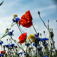 Internationale Dag van de Biodiversiteit - Oost Gelre viert mee!