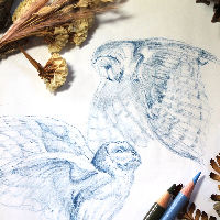 Intro to sketching animals
