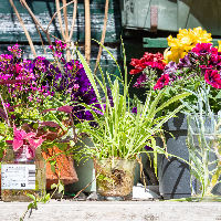 Plantenruilbeurs | Terschelling