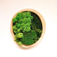 Workshop mosschilderij – Energyzing green
