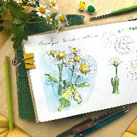 Workshop: Introductie bloemen schetsen in aquarel