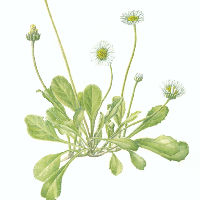 Workshop Botanische kaarten maken