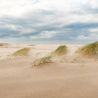 Lezing: De Hollandse duinen