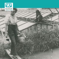 De geschiedenis van het Westland