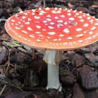 De wereld van Paddenstoelen-IVN