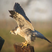 Ontdek de wereld van de slechtvalk-IVN
