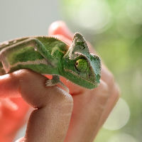Zomerbieb 2025: Reptielenworkshop