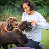 Let's talk: dog behavior
