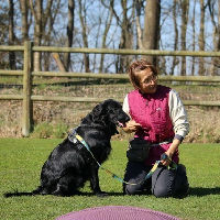 Let's talk: dog behavior