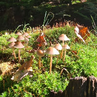Paddenstoelen wandeling